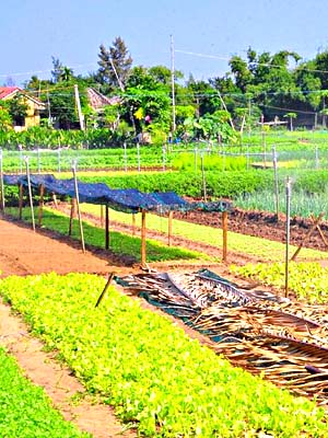 Tra Que Vegetable Village