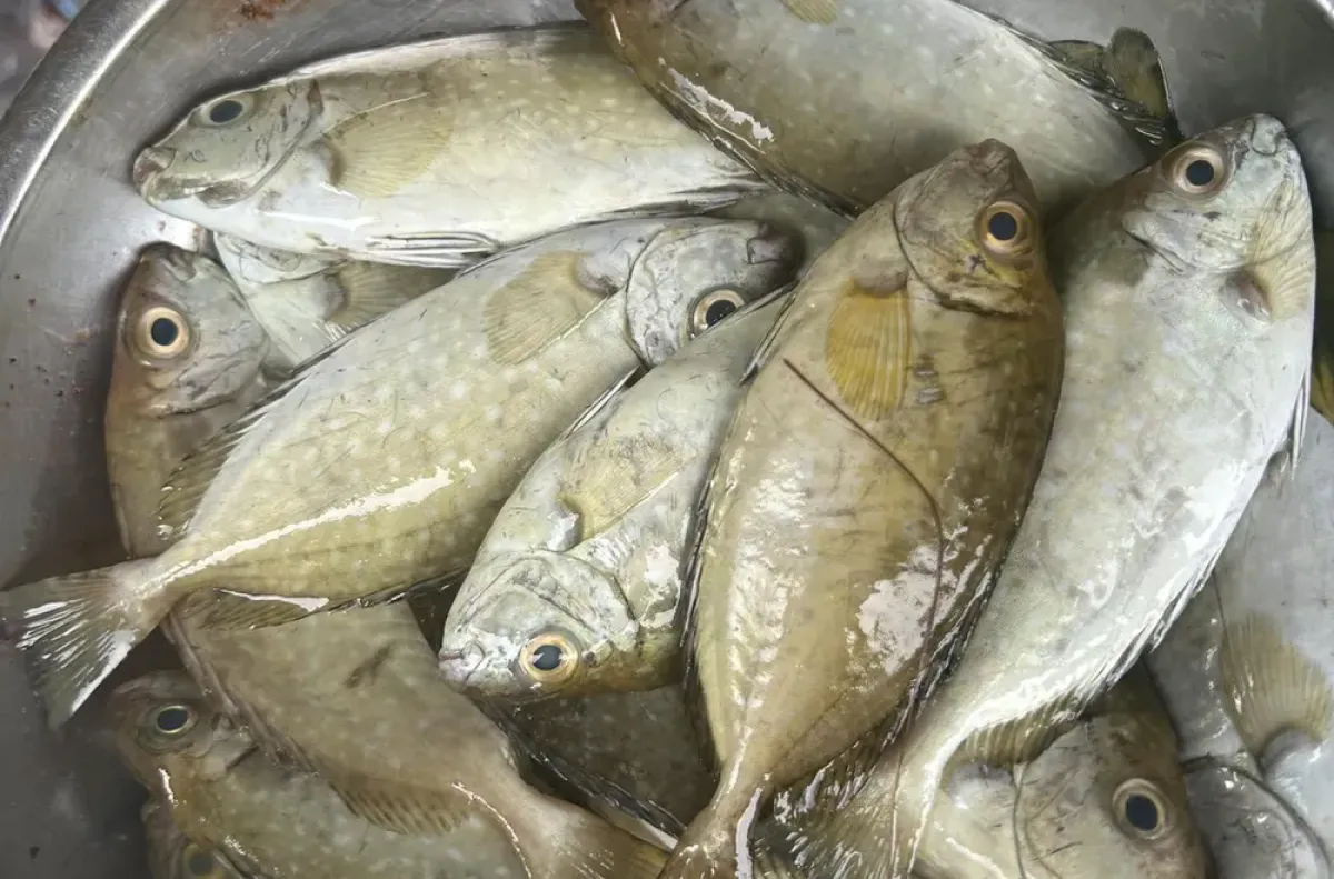 Kinh fish is considered the "king" of the lagoon