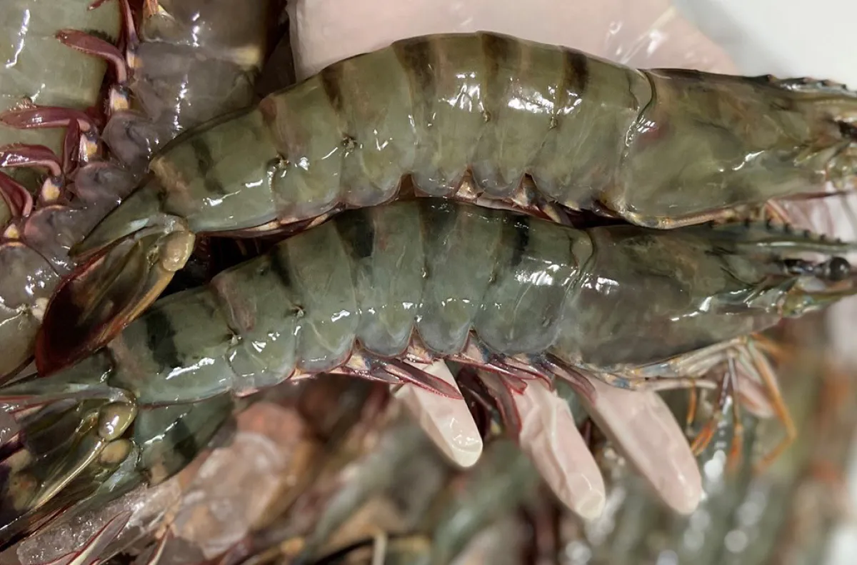 The natural tiger prawns here are large, firm, and exceptionally sweet